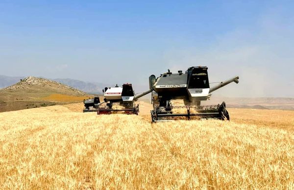 Ноокатта буудай гектарынан 32,2 центнерден түшүм берүүдө