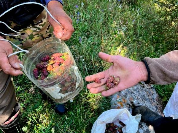 Ак-Талаада дарактардын үрөнү жыйналып, сапатына жараша иргелет