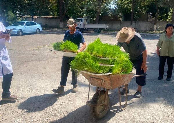 Асыл тукум букаларга гидропоникалык тоют берилүүдө