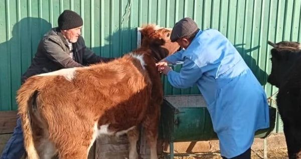 Кыргызстанда 1,5 миң ветеринар туруктуу айлык менен камсыздалат