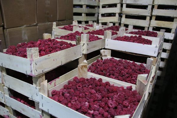 Бакай-Атада ишкер кампасындагы дан куурайды Орусияга экспорттой баштады