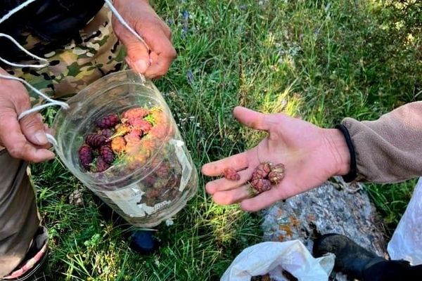 Нарын токой чарбасында ийне жалбырактуу дарактардын уруктары жыйналууда