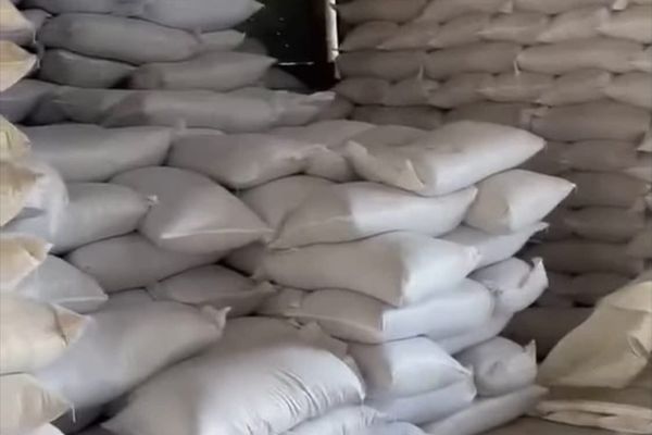 Аймактарга 186 тонна жайыт чөбүнүн үрөнү жеткирилүүдө