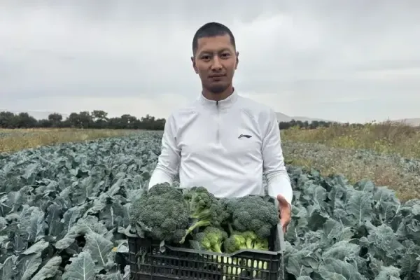 Чүйдө өстүрүлгөн 90 сомдук брокколи: импортту жергиликтүү продукция менен алмаштырууну фермер кантип өздөштүрдү