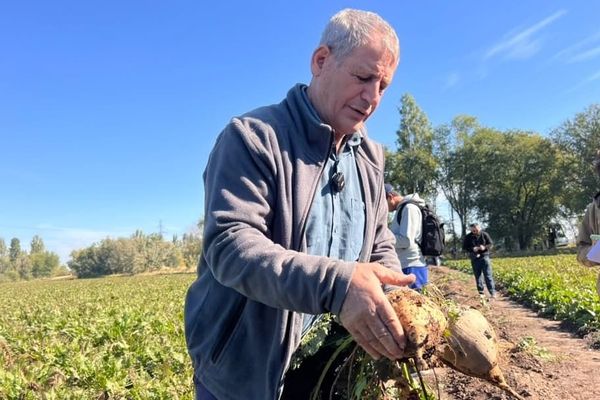 Кант кызылчасын өстүрүүгө гектарына 200 миң сомдой сарпталат