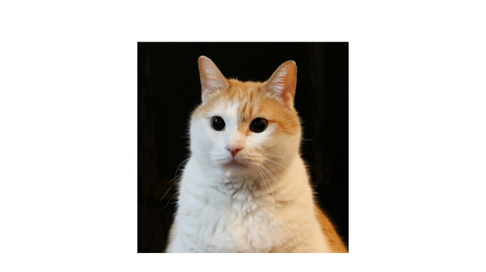 黃阿瑪的後宮生活