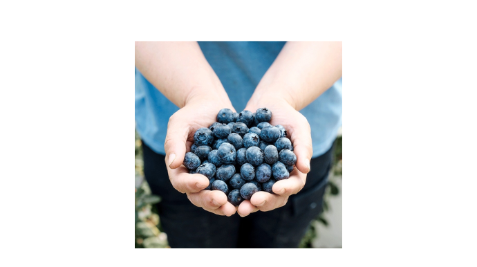 山丘藍 - 台灣藍莓農場