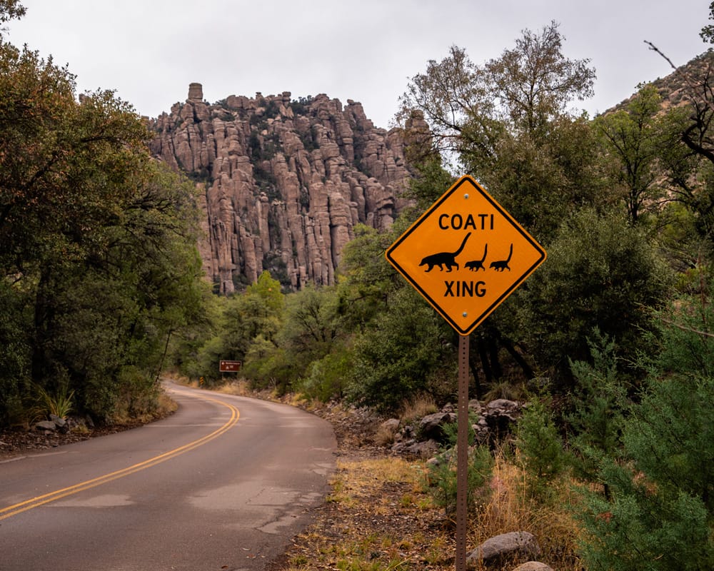 Coati crossing sign along Bonita Canyon Scenic Drive in Chiricahua National Park. © Roaming the Southwest