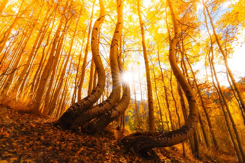 Dancing aspens near Telluride and Ophir, Colorado. Looking for the exact location of the dancing aspens? I have the coordinates, responsible visitation, best time to shoot, and more in my Colorado Fall Colors Guide linked above.