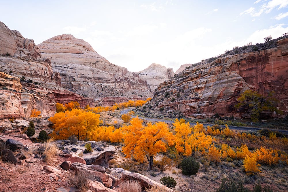 Fall colors along Highway 24 taken from the Hickman Bridge trail in Capitol Reef. © Roaming the Southwest