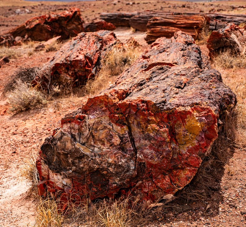 Petrified logs along Long Logs Trail in Petrified Forest National Park, where the initial section is more accessible before transitioning to rough, uneven terrain.