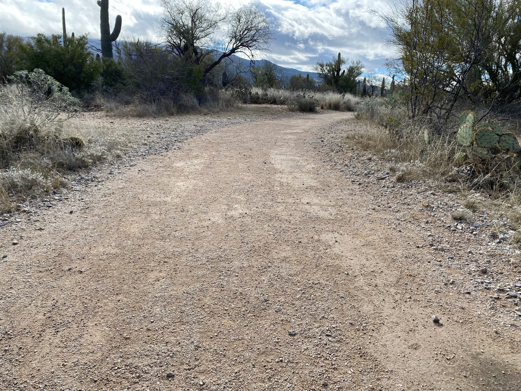 Wide, packed-surface Mica View Trail winding through the Sonoran Desert in Saguaro National Park, with relatively level terrain suitable for some mobility devices.