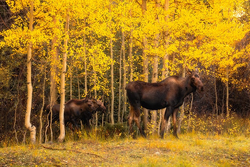 Momma moose with two calves near Red Mountain Pass off the Million Dollar Highway between Ouray and Silverton, Colorado. Look at the section below for general areas where to search for Moose during fall colors.
