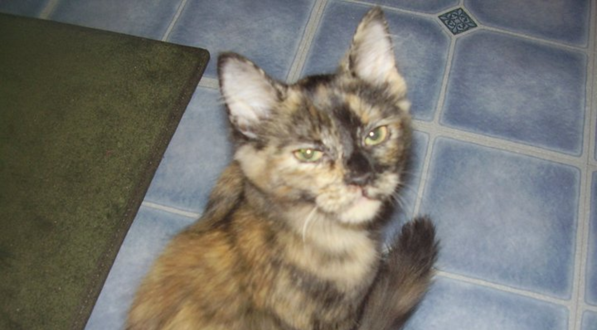 ADAMS: I lost my cat because I left a window open. I didn’t know grief could hit this hard, years later.