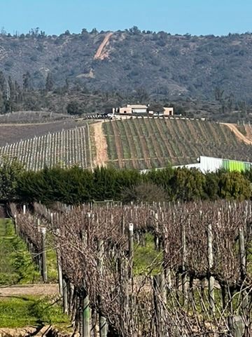 Chilean Wine