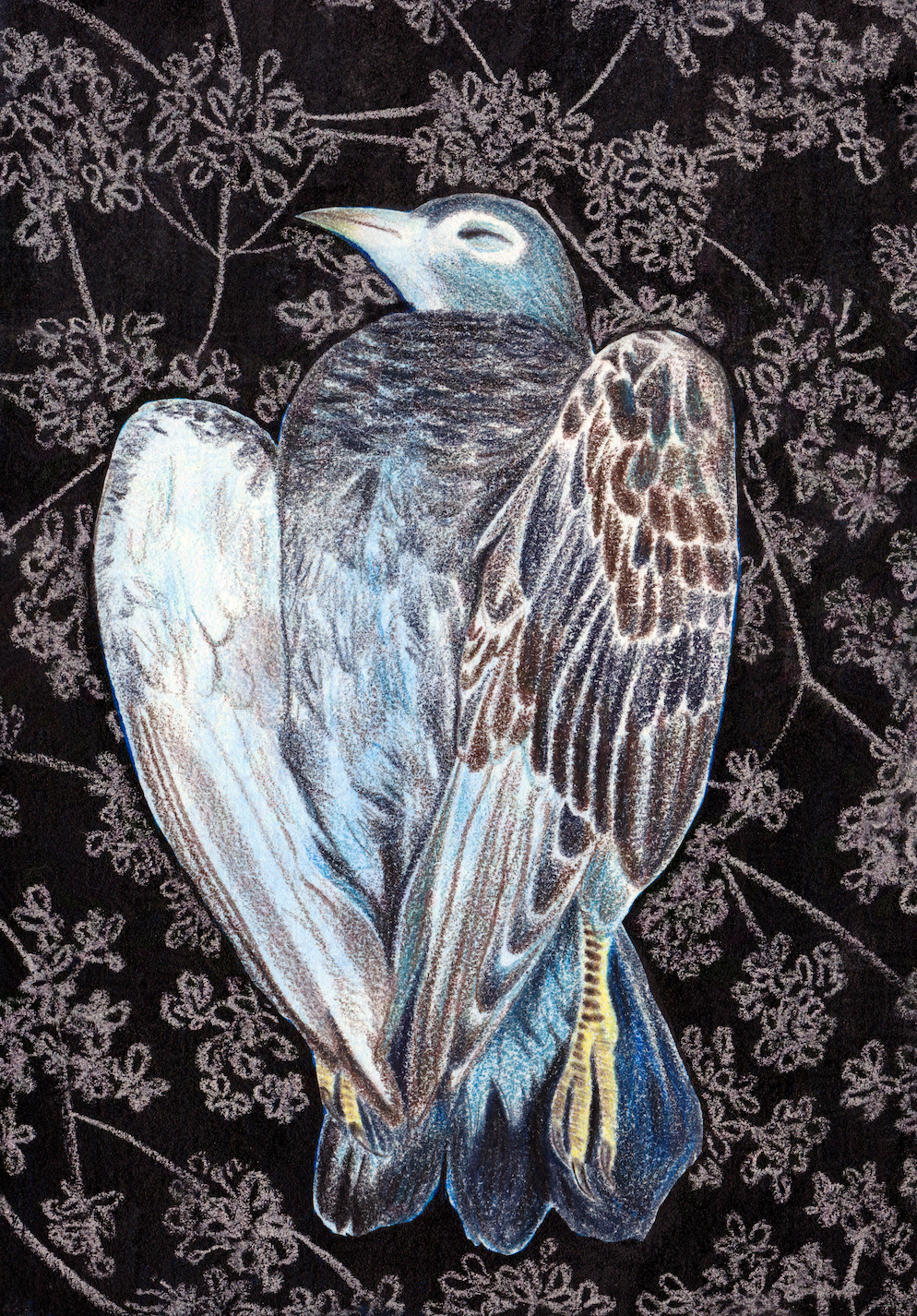 Bird with blue and brown feathers with eyes closed and lying upright, with white flowers surrounding it in a dark space.
