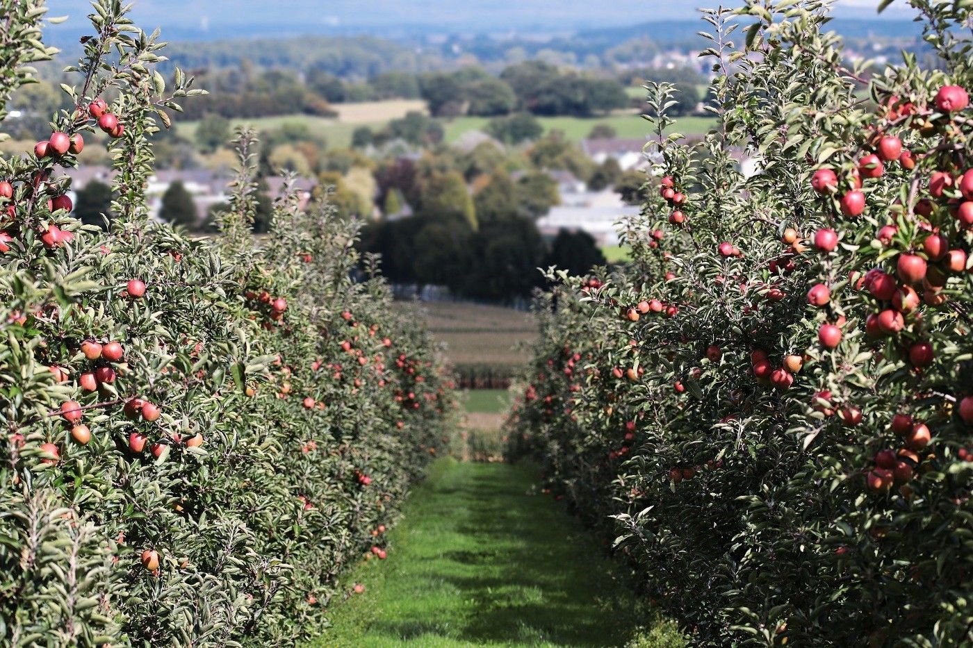 De fruitoogst van 2020: niet slecht, maar het kan beter