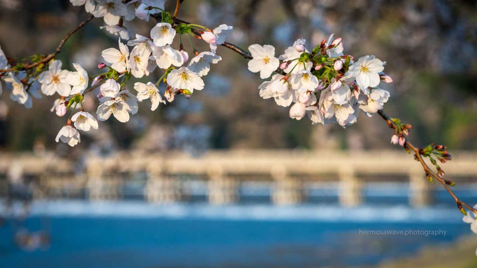 Sakura and a Photo Exhibition