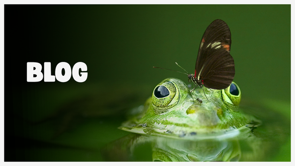 Blog : 2026, année de la grenouille-chrysalide
