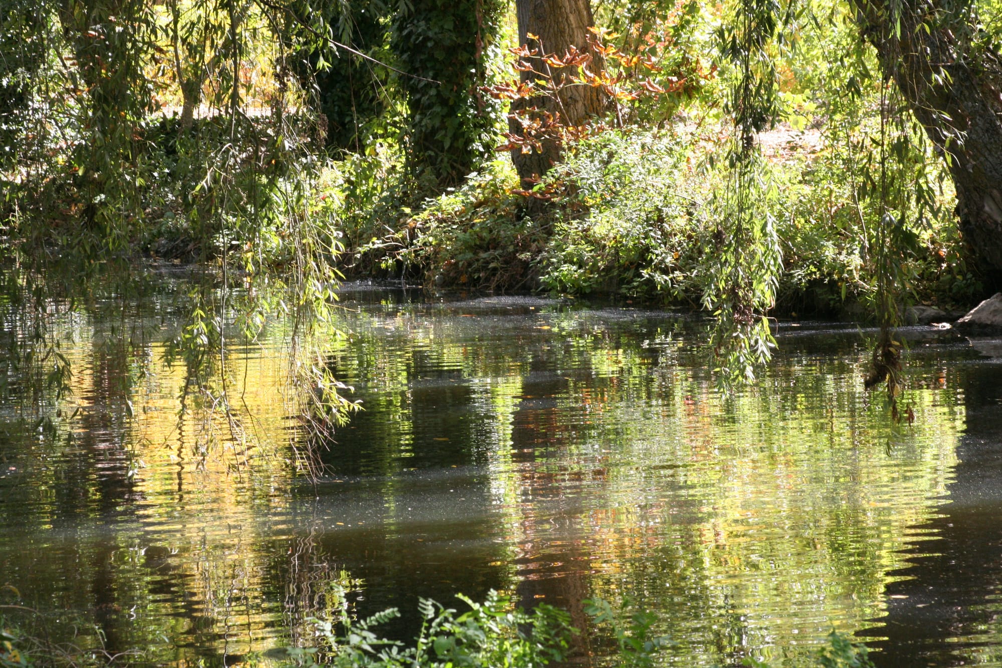 Trees and sunlight reflected in the Eresma beside Alameda del Parral