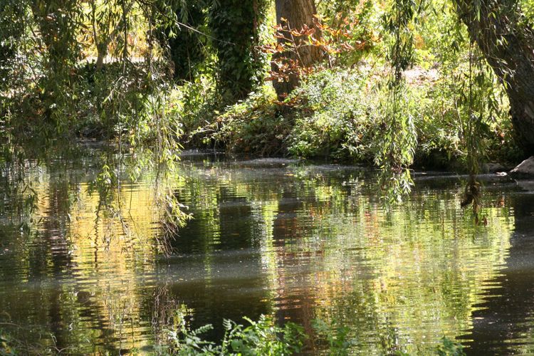 Sunlight and trees reflected in the Eresma beside Alameda del Parral, Segovia