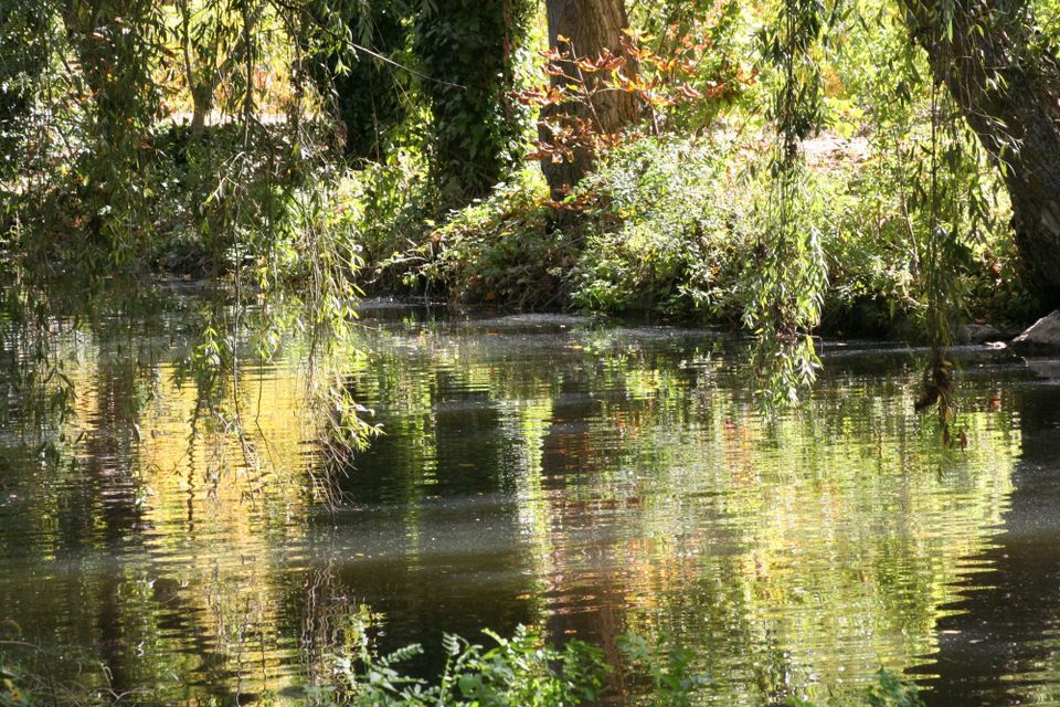 Sunlight and trees reflected in the Eresma beside Alameda del Parral, Segovia