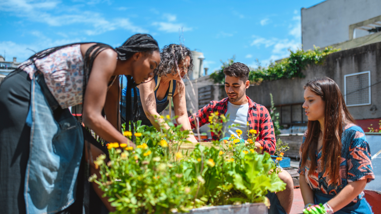 Neighbors in a community garden harvesting food.