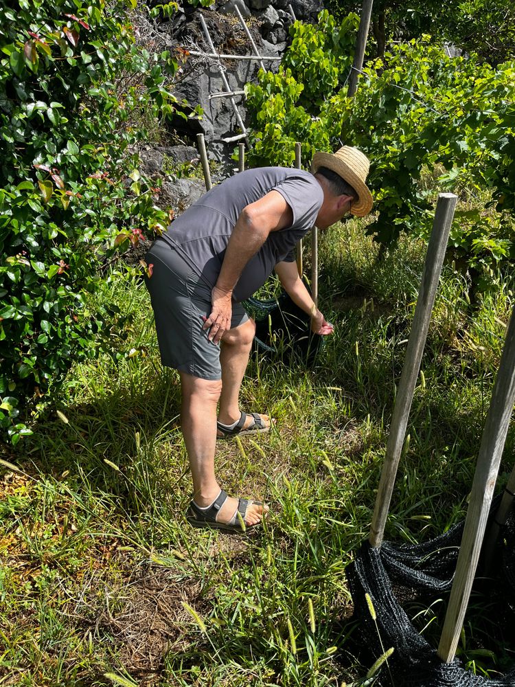 Man walking through his farm