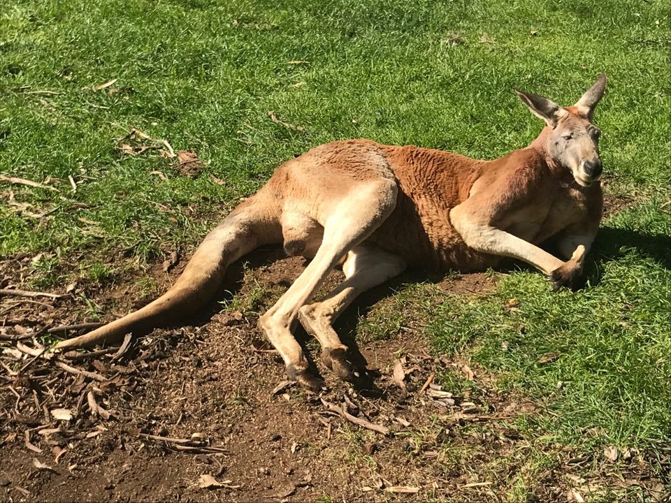 Kagarooo resting