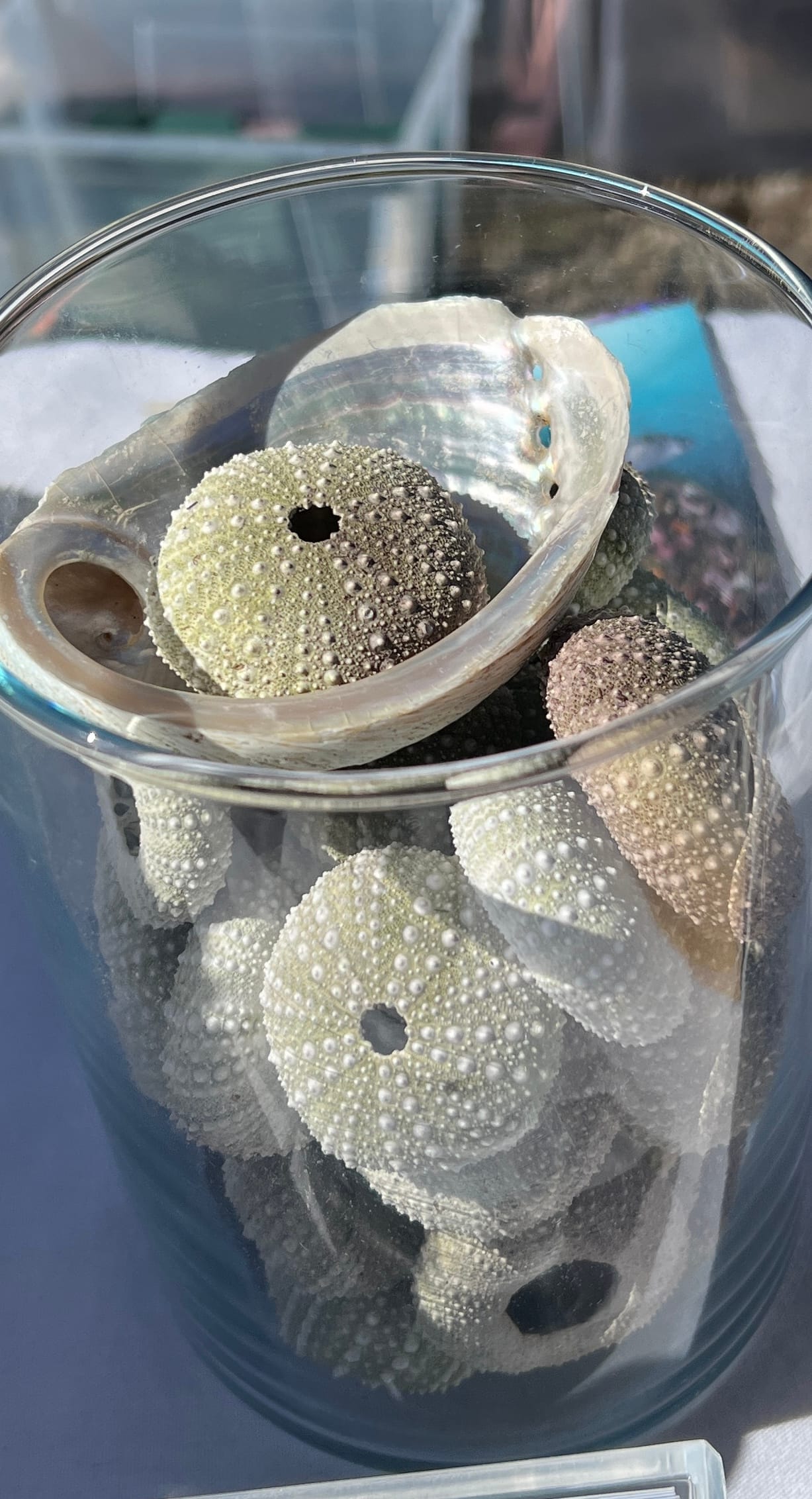 Sea urchin shells in a jar.