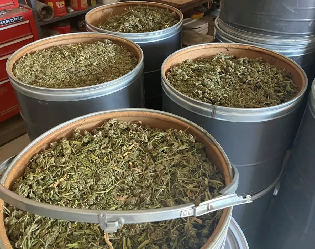 Federal Court Upholds Sheriff's Authority in Cannabis Raids in Indian Country