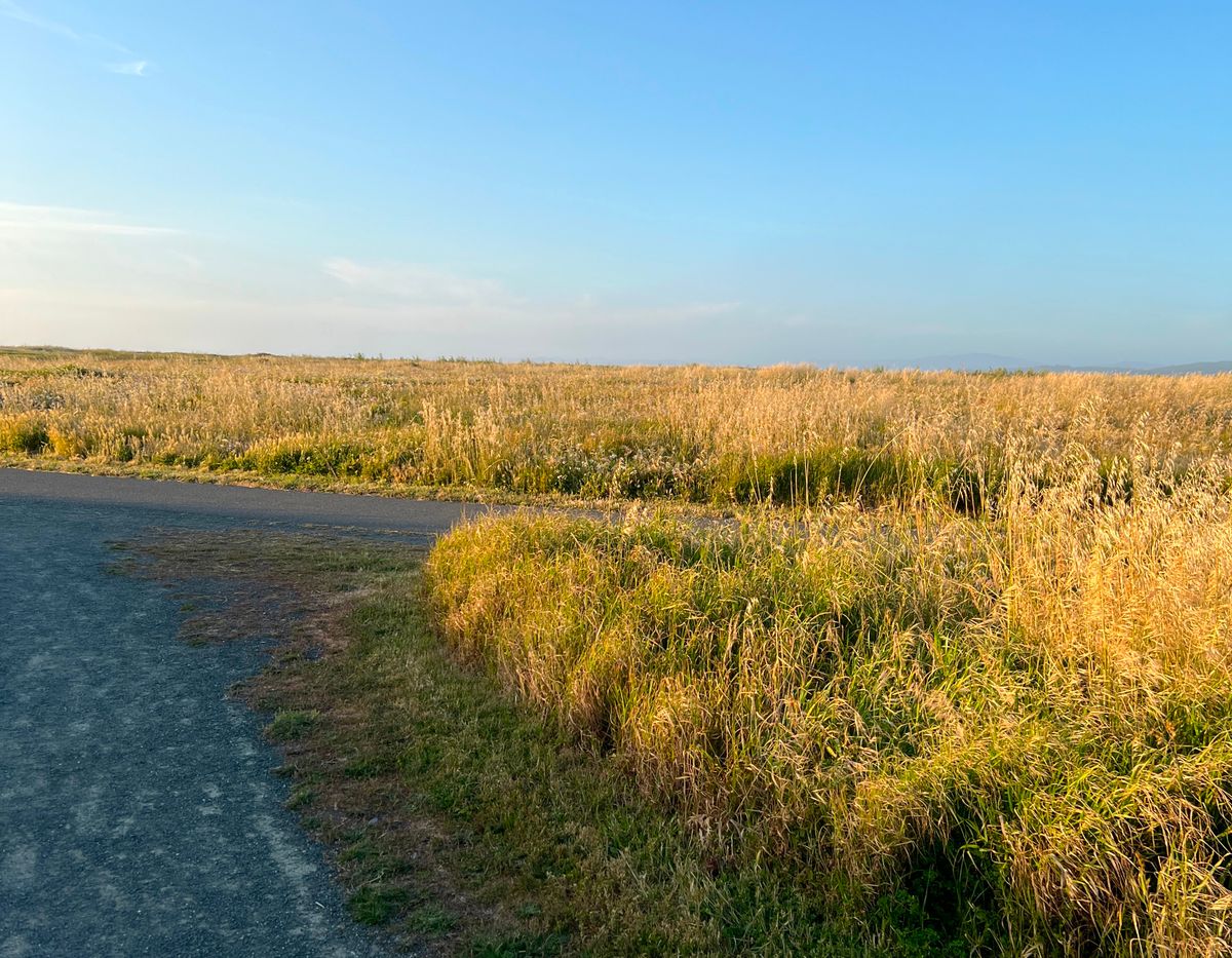 Who Owns the Mill Site in Fort Bragg?