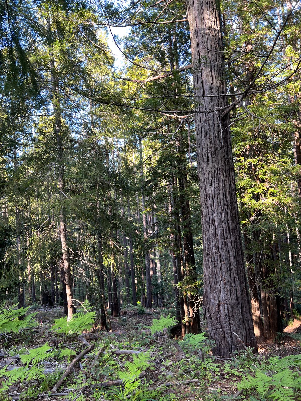 Mendo Local Weekly News — February 22, 2026