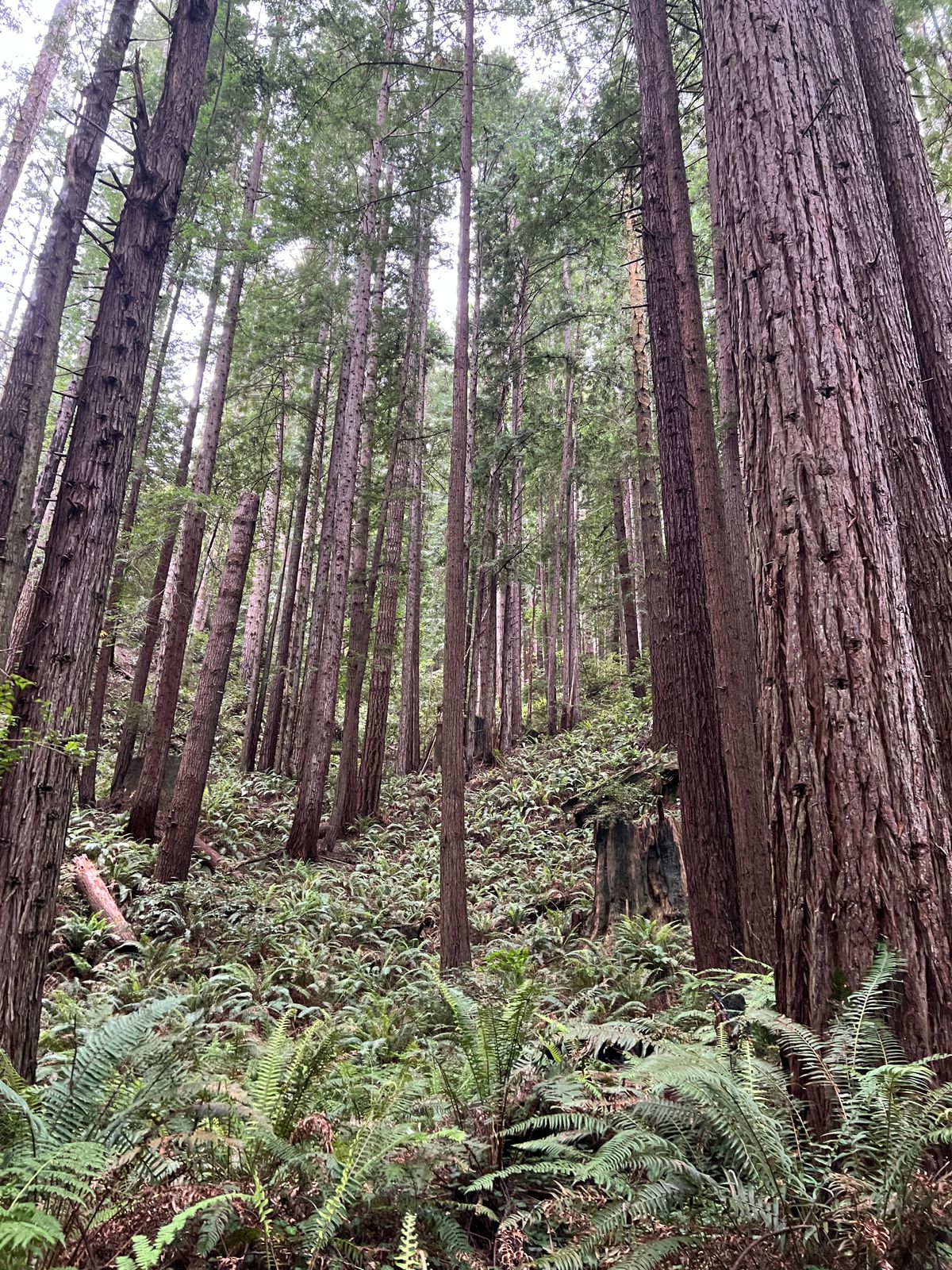 State Senate Panel Advances Forest Management Bill