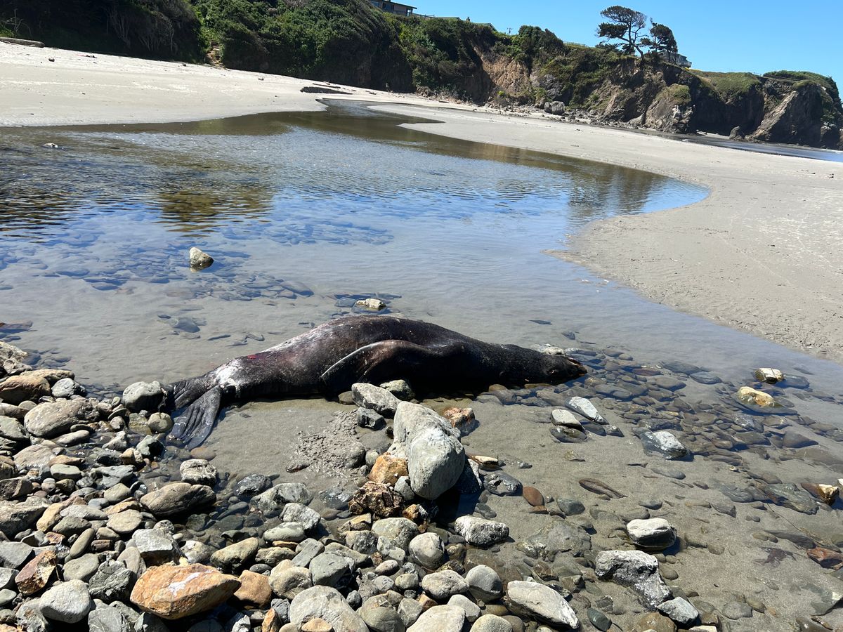 Reports of Dead, Malnourished Sea Lions Are Increasing Along Mendocino Coast