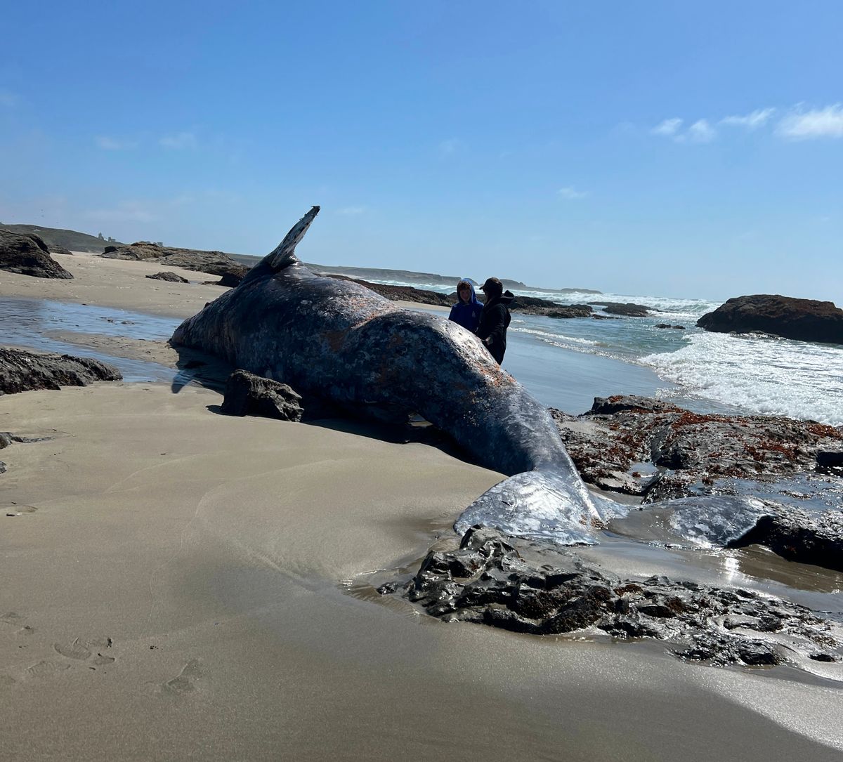 Another Casualty: Gray Whale Die-Off Continues on the Mendocino Coast