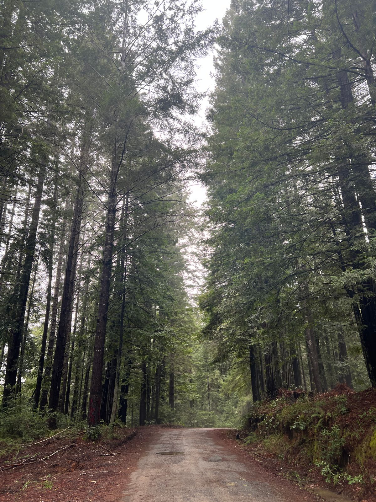 California Attorney General Challenges Federal Forest Plan; Local Panel to Discuss Jackson Demonstration State Forest March 19