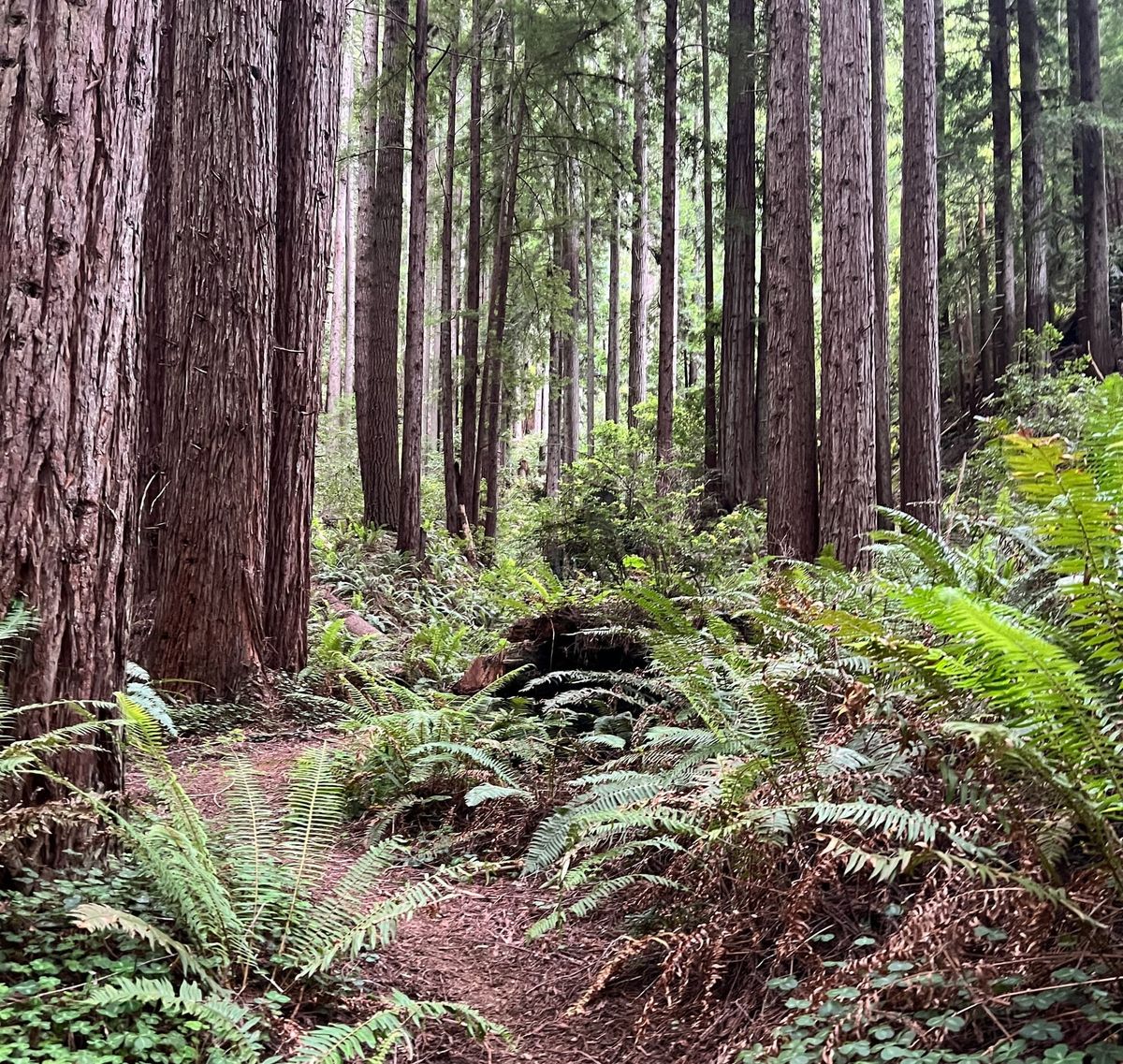 State Forest Management Overhaul Awaits Newsom's Consideration