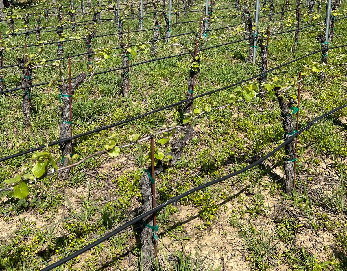 Complaints Mount Over Neglected Vineyards as Mendocino Wine Industry Faces Intensifying Economic Pressure