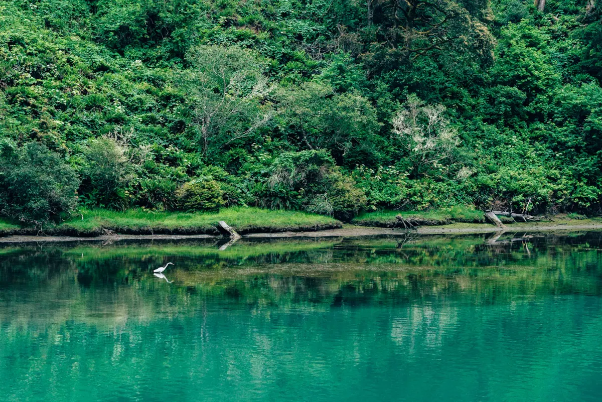 A Meadow Beneath the Water Vanishes, and With It, the Foundation of an Ecosystem