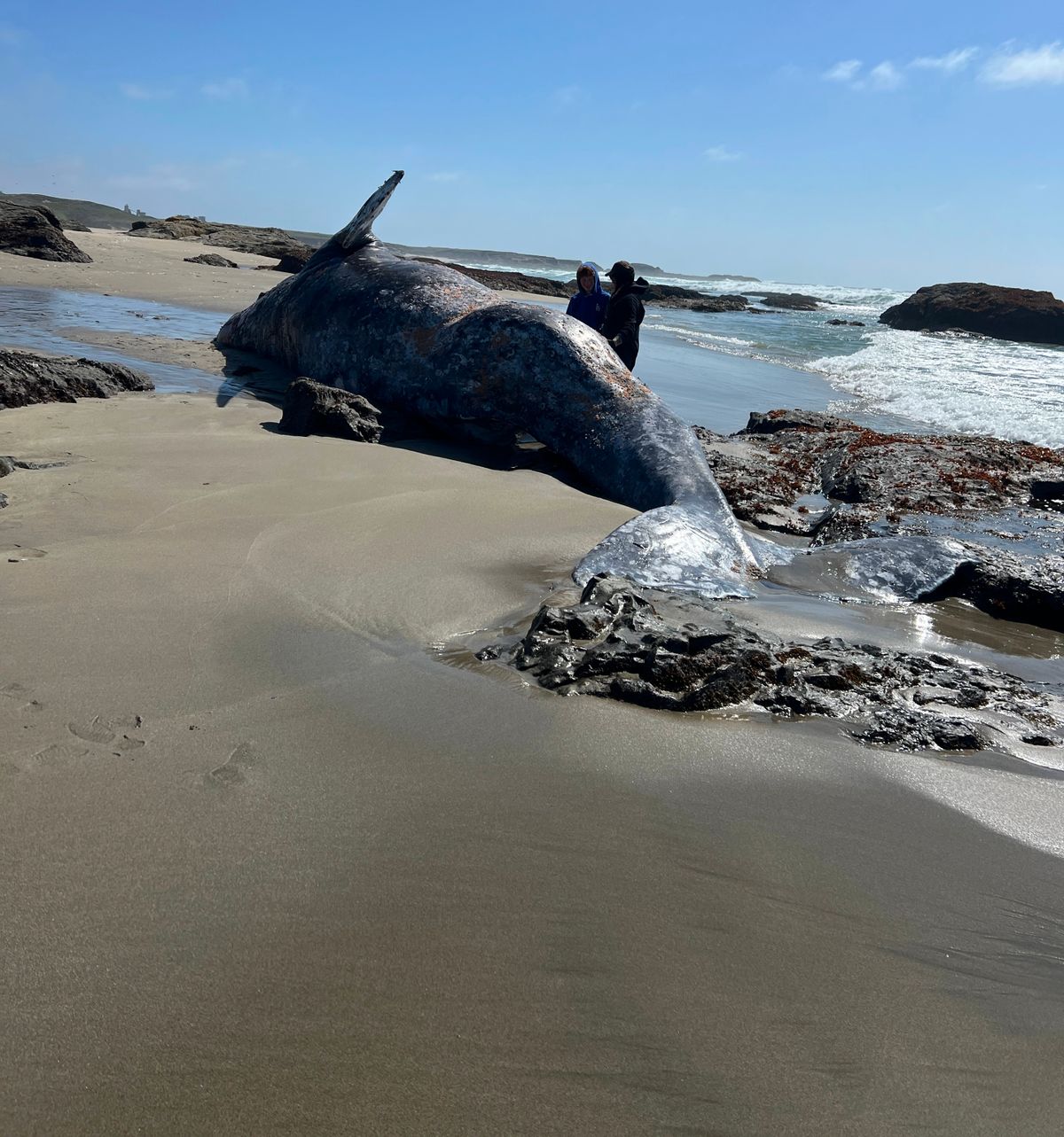 Mendo Local Weekly News — May 3, 2026