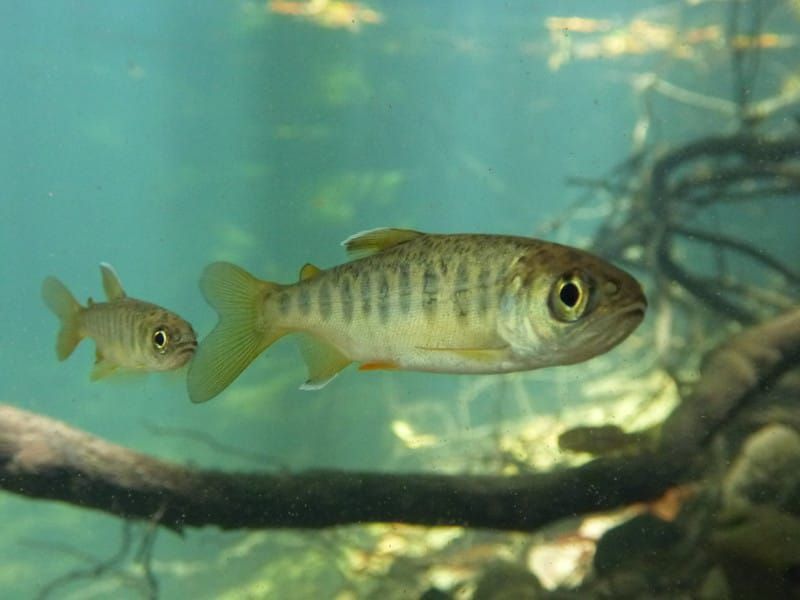 Mendocino Judge Halts New Logging in Coho Salmon Watershed