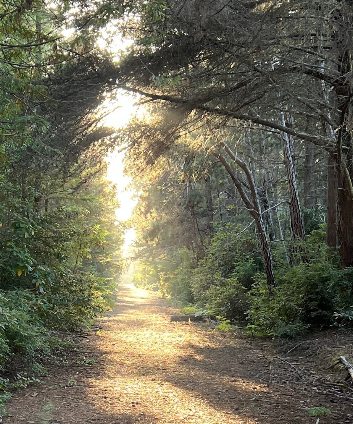 Tribal Co-Management of California's Demonstration Forests Now Rests With Newsom