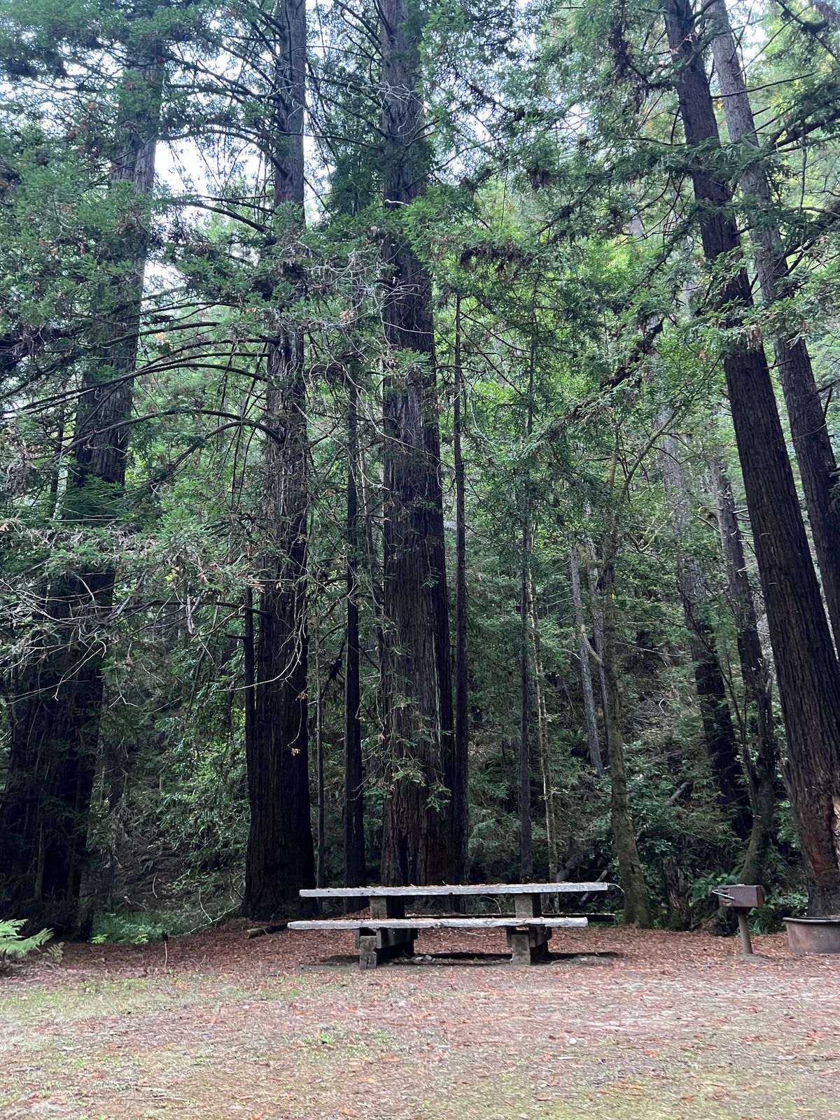 Newsom Said He Vetoed the Demonstration State Forest Bill Because of Science. We Asked What the Money Said.