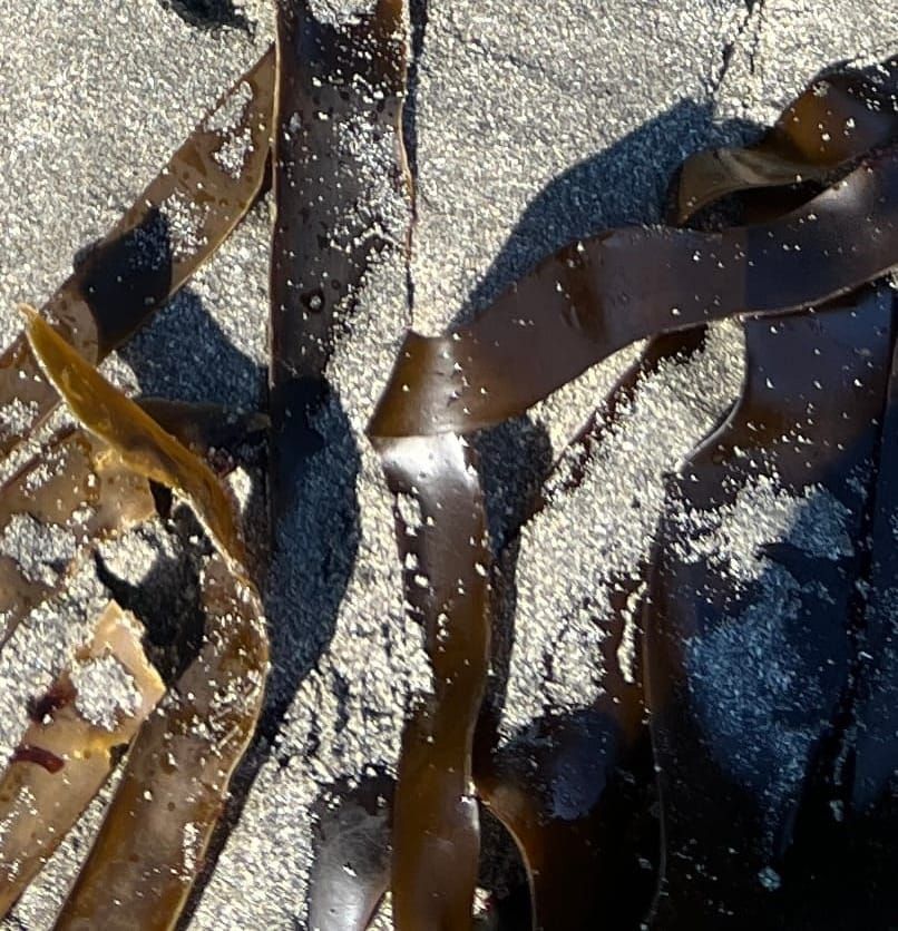 Kelp restoration is gaining ground on the North Coast. A super El Niño could test it.