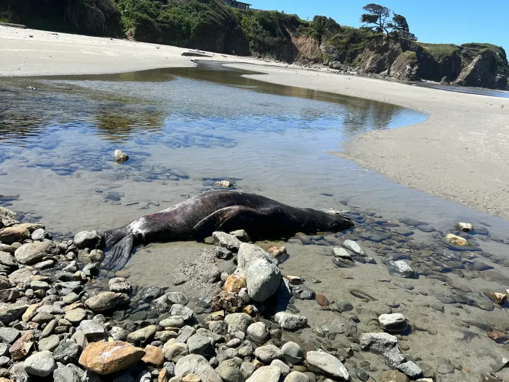 Mendo Local Weekly Roundup — June 7, 2026