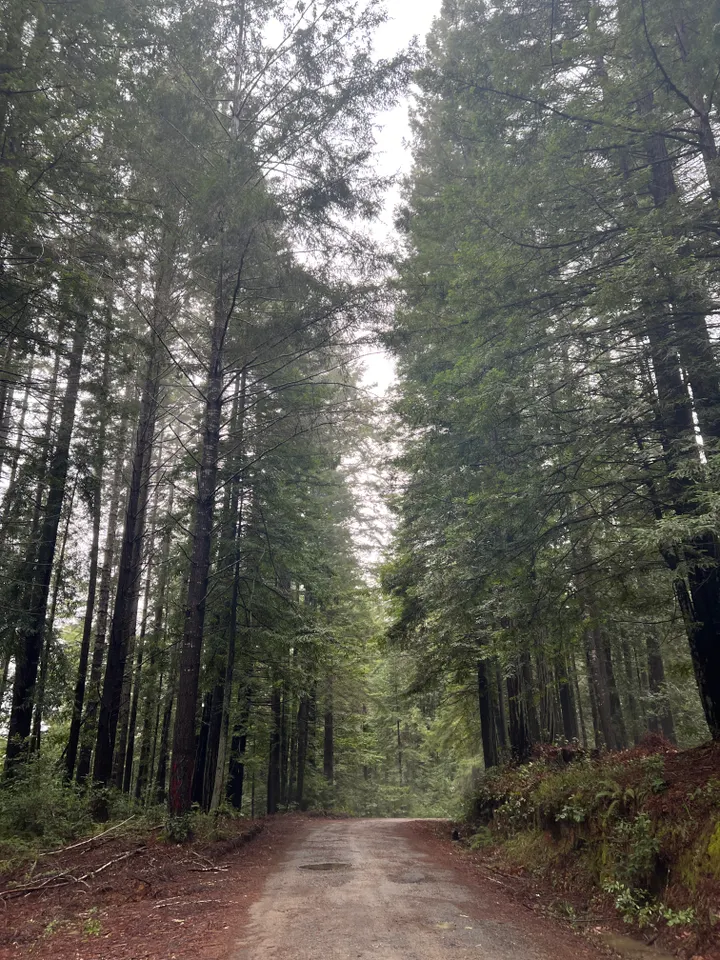 California Attorney General Challenges Federal Forest Plan; Local Panel to Discuss Jackson Demonstration State Forest March 19