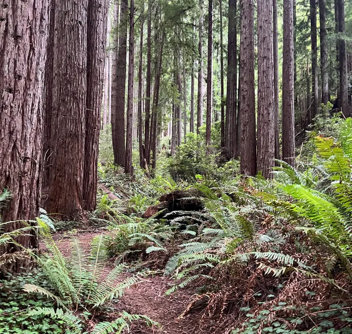 State Forest Management Overhaul Awaits Newsom's Consideration