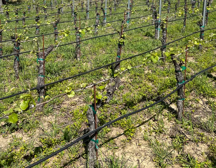 Complaints Mount Over Neglected Vineyards as Mendocino Wine Industry Faces Intensifying Economic Pressure