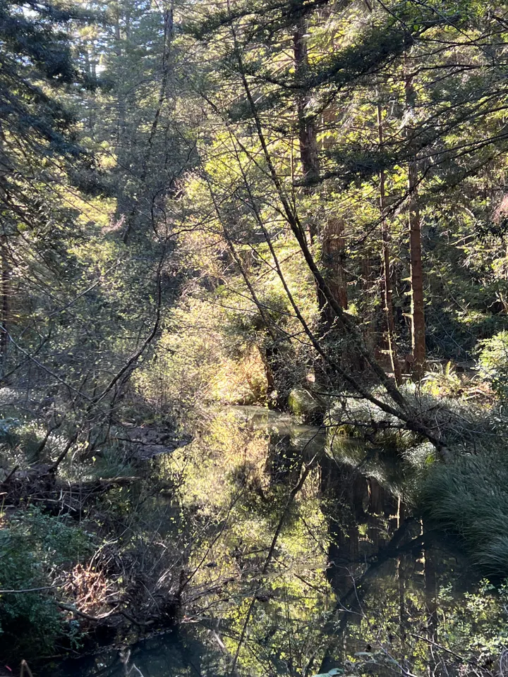A Different Kind of Harvest: Can California’s Forests Grow Jobs, Too?